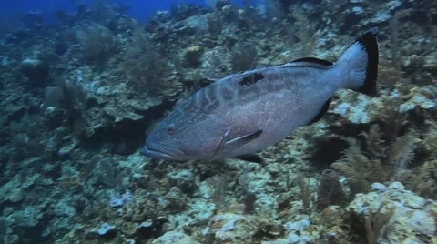 Black Grouper 库存影片 2870098