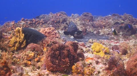 Black Grouper Vídeo Stock 7747171