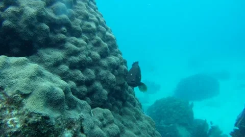 Black Grouper Stock Footage 7754761