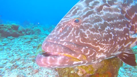 Black grouper swiming toward the camera. Video stock 163473060