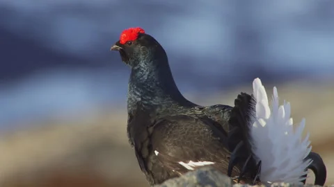 Black grouse close up Video stock 243224433