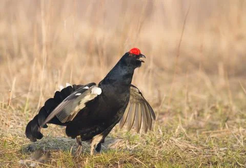 Black Grouse in the field Stock Photos