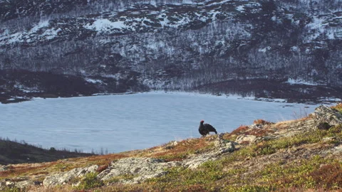 Black grouse in landscape Video stock 243224894