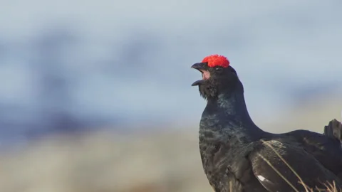 Black grouse lekking close up Video stock 243224004