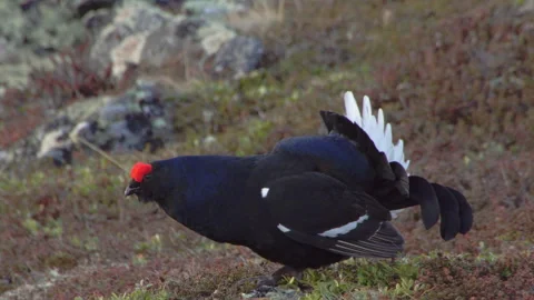 Black Grouse lekking Stockbeeldmateriaal 243224289