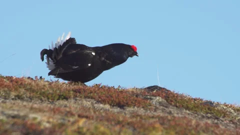 Black Grouse lekking Stockbeeldmateriaal 243225897