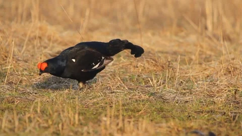 Black Grouse (Lyrurus tetrix) feeding in a field Vídeos de archivo 297977325