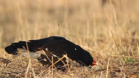 Black Grouse (Lyrurus tetrix) feeding in a field Stock Footage 300344817
