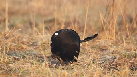 Black Grouse (Lyrurus tetrix) preening their feathers Stock Footage 300344813