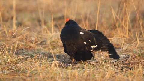 Black Grouse (Lyrurus tetrix) preening their feathers Stock Footage 300344820