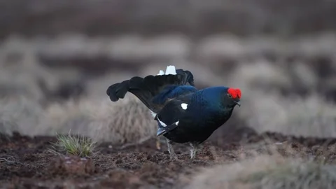 Black Grouse on spring bog ready for fighting. Spring colors of moors with Male Stock Footage 154330695