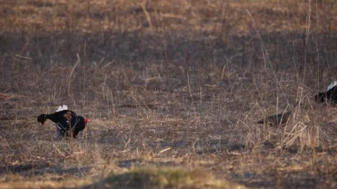 The black grouses (Lyrurus tetrix) two male and one female  in mating season Stock Footage 283376218