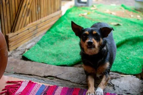 Black grumpy looking dog lying at door step Stock Photos