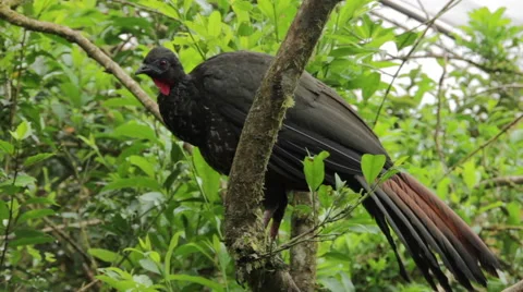 Black Guan Stock Footage 60852956