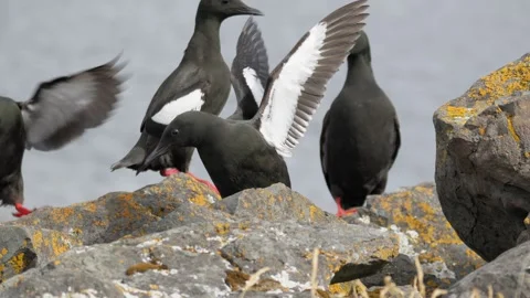 Black Guillemots Displaying and Calling on Rocks in Iceland 4K Wildlife Footage Stock Footage 339798743