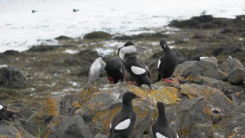 Black Guillemots Fighting and Interacting on Rocks in Iceland 4K Wildlife Stock Footage 339799519