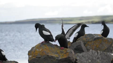 Black Guillemots Fluttering and Perched on Rocks in Iceland 4K Wildlife Footage Stock Footage 339799378