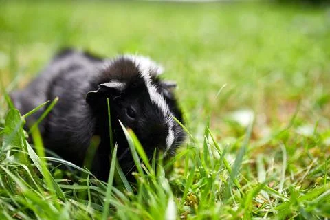 Black Guinea pig sitting outdoors in summer, Pet calico guinea pig grazes in  Stock Photos