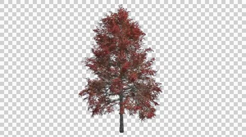 Black Gum Chromakey Fall Red Shade Swaying Tree Branches Green Swaying Branches Stock Footage 53759256