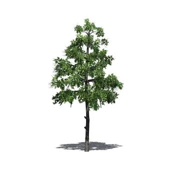 Black Gum tree with shadow on the floor - isolated on white background Stock Illustration
