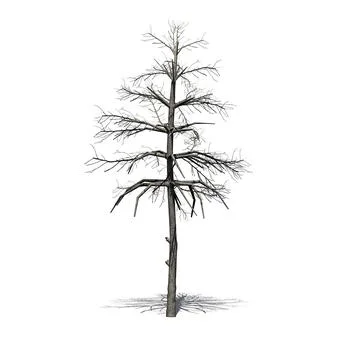 Black Gum tree in the winter with shadow on the floor Illustrazione stock