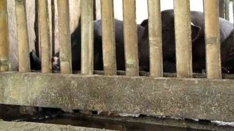 Black haired pigs in the piggery with its border made of bamboos and wood Stock Footage 112211389