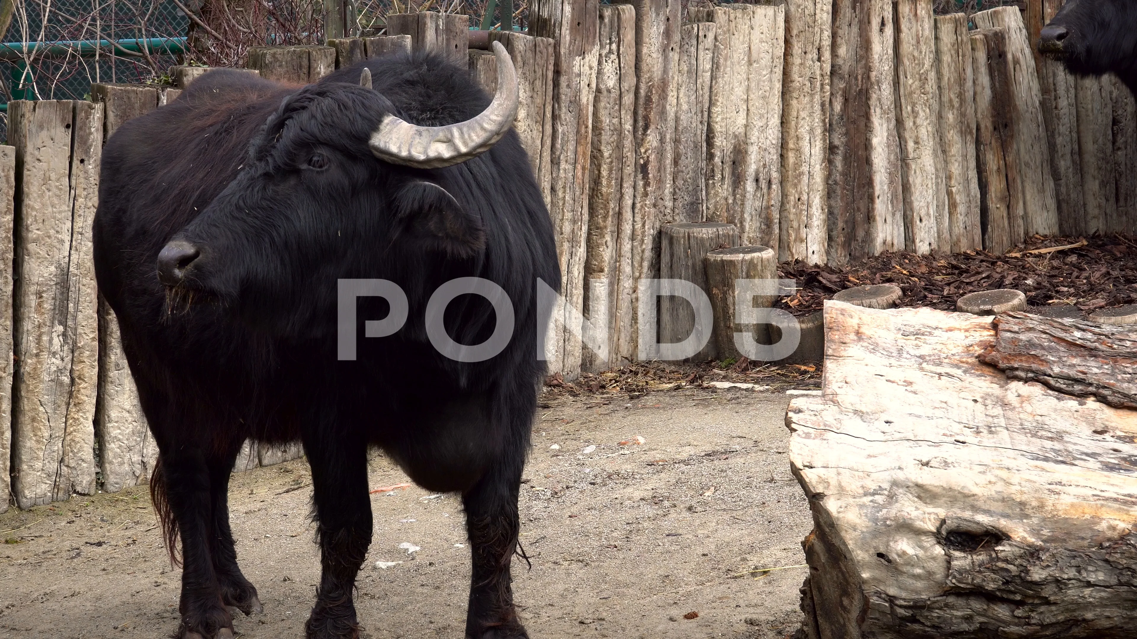 Black hairy buffalo standing on | Stock Video | Pond5