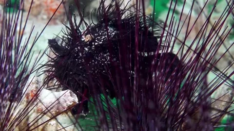 Black hairy frogfish Stock Footage 307148751