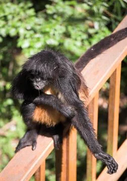 Black hairy monkey Stock Photos