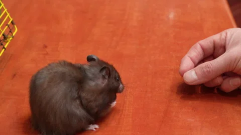 Black hamster eats a berry slowly Stock Footage 318223215