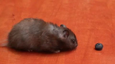 Black hamster eats blueberries on the table Stock-Footage 318225868
