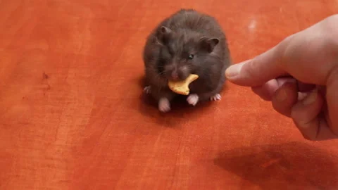 Black hamster eats cookie from hand slow motion Stock Footage 318223319