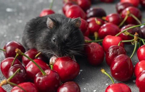 Black hamster eats fresh cherries Stock Photos