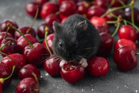 Black hamster eats fresh cherries Stock Photos
