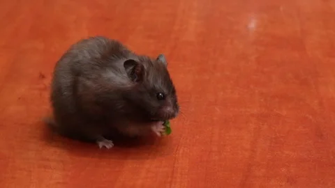 Black hamster eats a green mint leaf Stock Footage 318437399