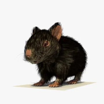 Black Hamster with FUR 3D Model