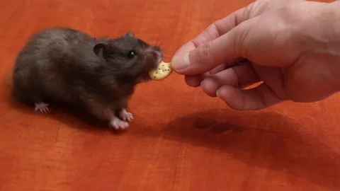 Black hamster takes a cookie from a hand on a wooden table Stock Footage 318437302