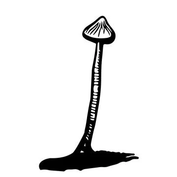 Black hand-drawn vector illustration of One fresh mushroom toadstool isolated 스톡 일러스트
