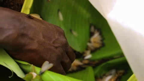 Black hand taking termite out of the banana leaf, lots of termites with wings. 스톡 동영상 201371903