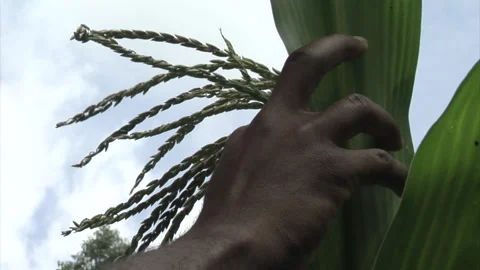 Black Hands inspect a summer corn crop - Historical farming methods recreation Video stock 152656014