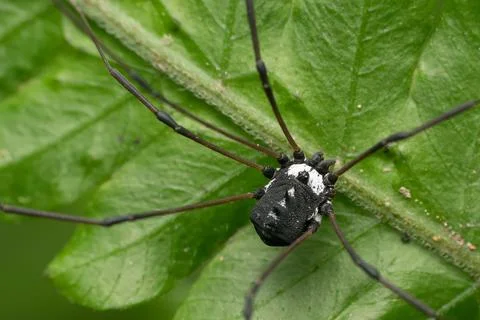 Black Harvestman spider, Hadrobunus rotundum Stock Photos