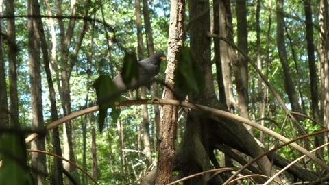 A Black hawk (Buteogallus anthracinus) perched on a branch in the forest jungle. Stock-Footage 323085584