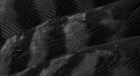 Black hawk feathers with visible detail. background or texture Stock Photos