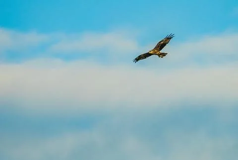 Black hawk high in the sky Stock Photos
