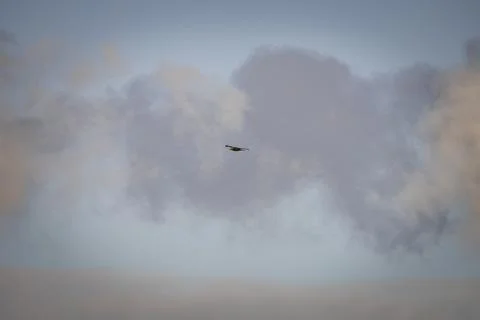 Black hawk high in the sky Stock Photos