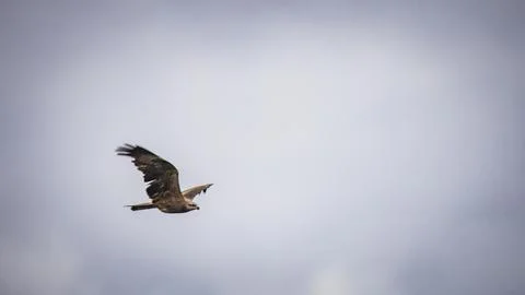 Black hawk high in the sky Stock Photos