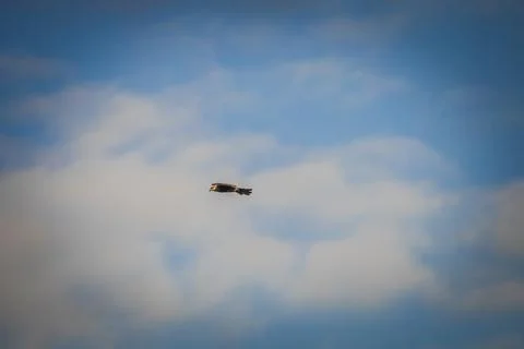 Black hawk high in the sky Stock Photos