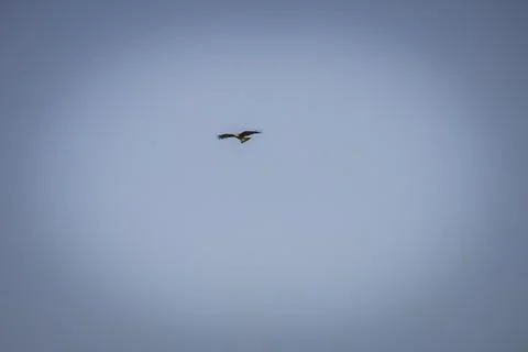 Black hawk high in the sky Stock Photos