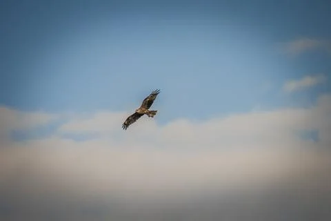 Black hawk high in the sky Stock Photos