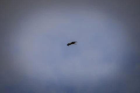 Black hawk high in the sky Stock Photos